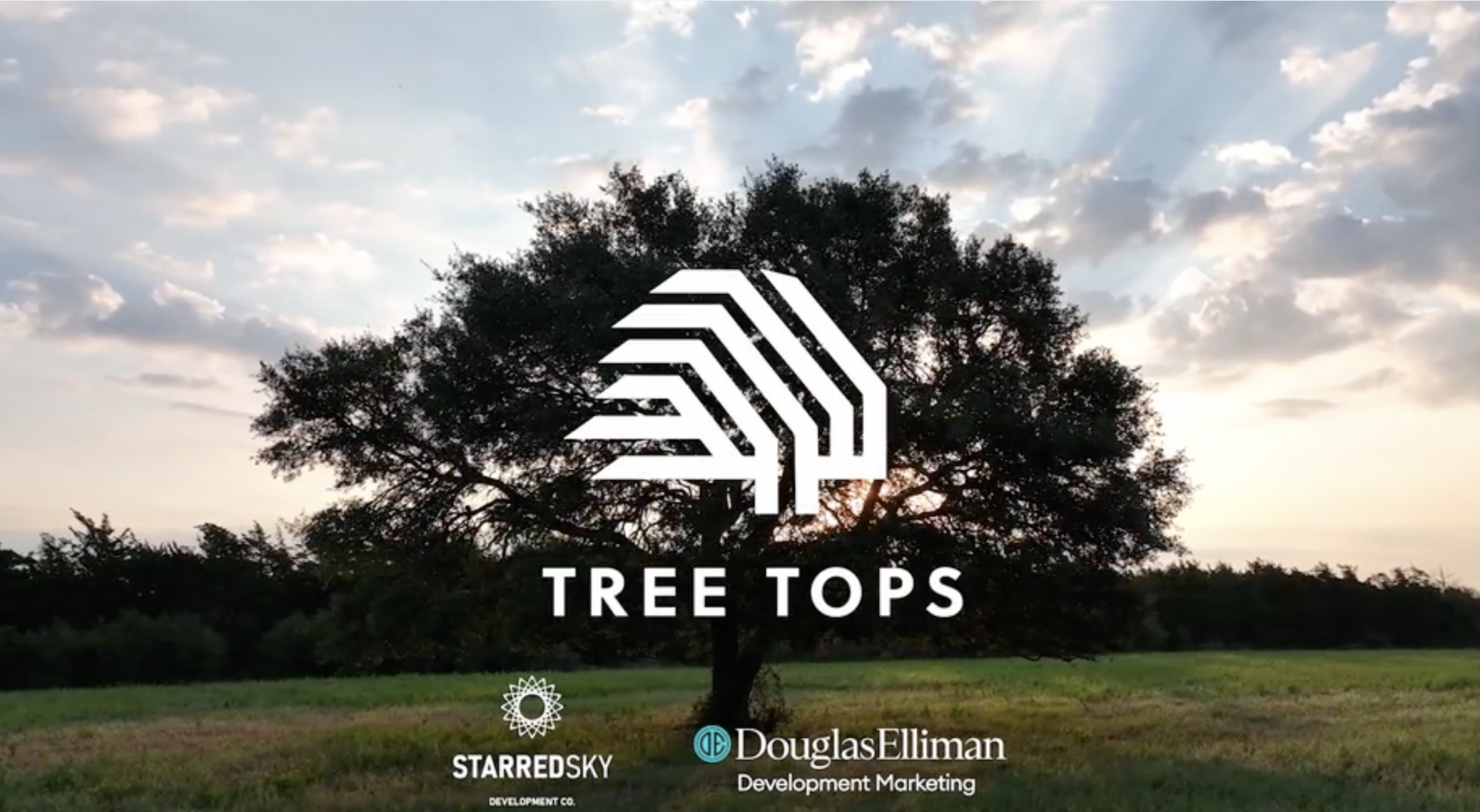 large tree with an icon overlay