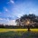 image of a large tree at sunset