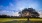 image of a large tree at sunset