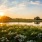 flowers and greenery near a body of water at sunset