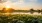 flowers and greenery near a body of water at sunset