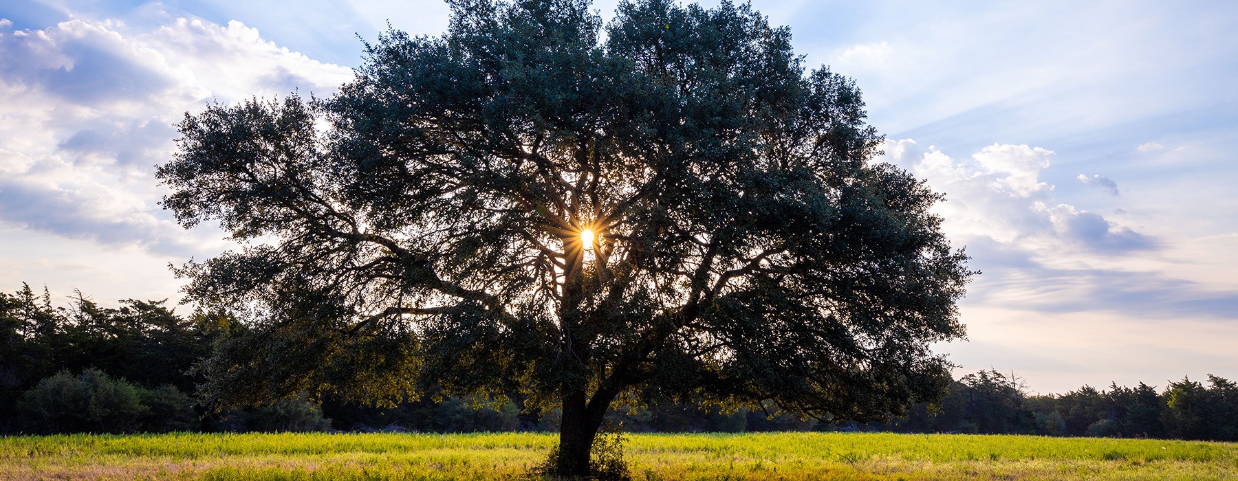 lifestyle image of a large tree in a green field at sunset